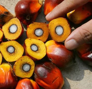 Palm Kernel Oil-Based Emulsifiers and Food Preservatives